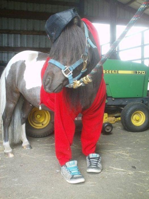 Эти смешные животные