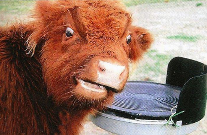 Эти смешные животные