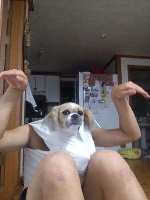 Эти смешные животные