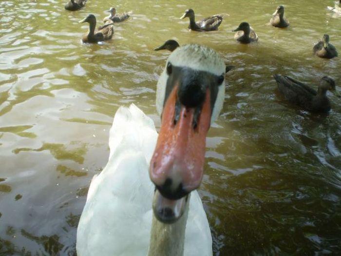 Прикольные картинки