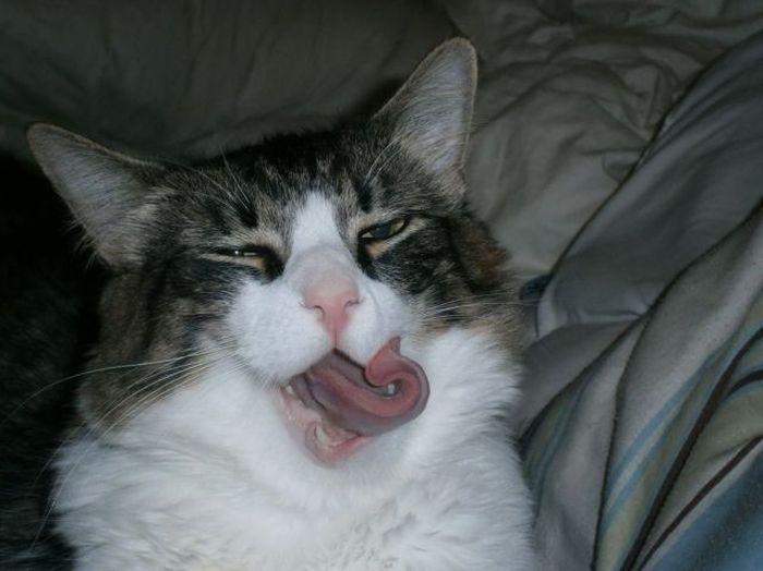 Прикольные картинки