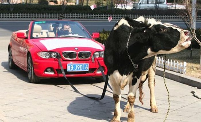 Авто-юмор. Часть 3 (40 фото)