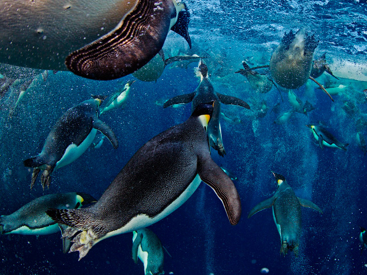 National Geographic: лучшие фотографии февраля