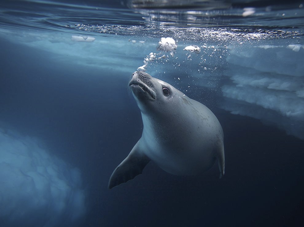 National Geographic: лучшие фотографии февраля