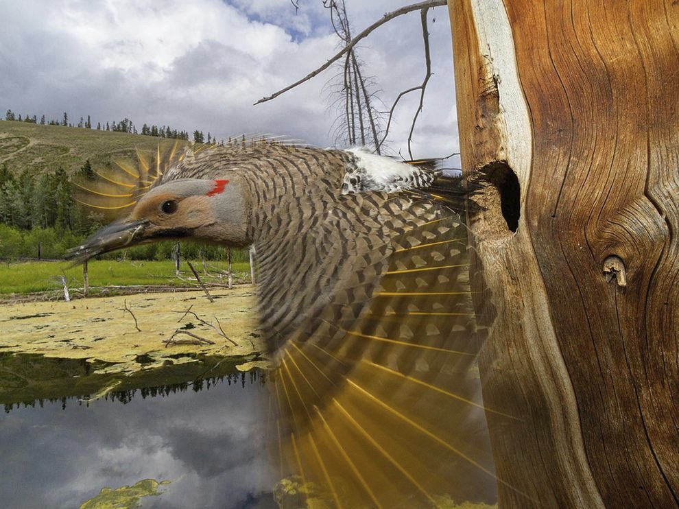 National Geographic: лучшие фотографии февраля