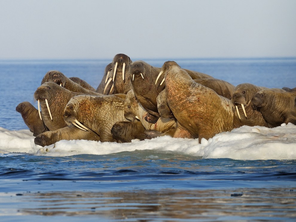 National Geographic: лучшие фотографии февраля