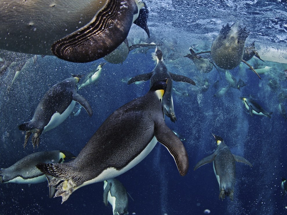 National Geographic: лучшие фотографии февраля