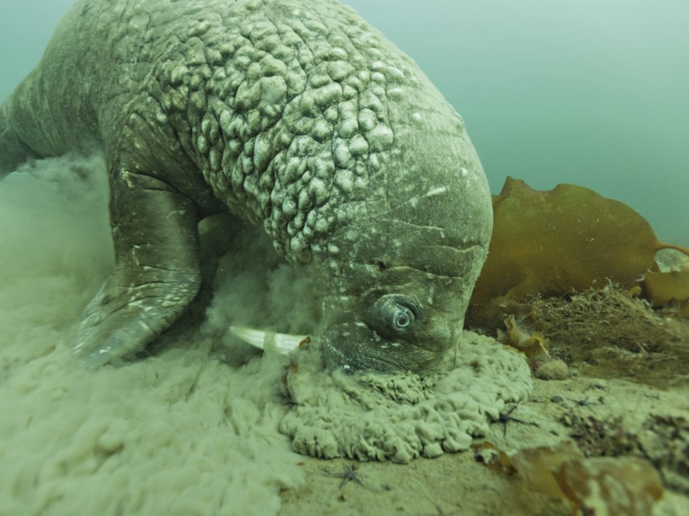 National Geographic: лучшие фотографии февраля