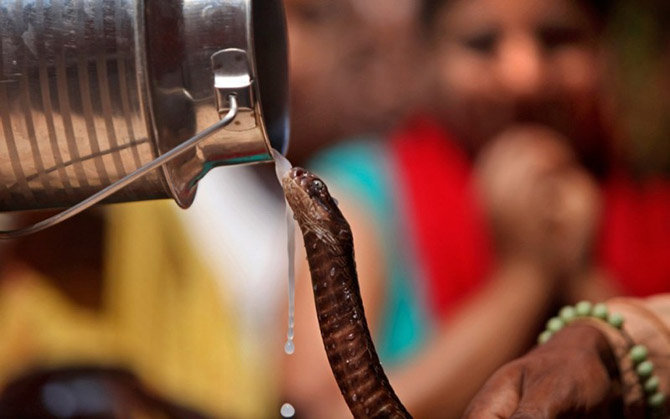 10 самых распространенных мифов о змеях 10 самых распространенных мифов о змеях