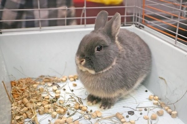 Как раньше проводили тест на беременность