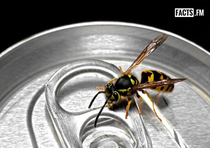 Самые неожиданные способы применения колы Самые неожиданные способы применения колы