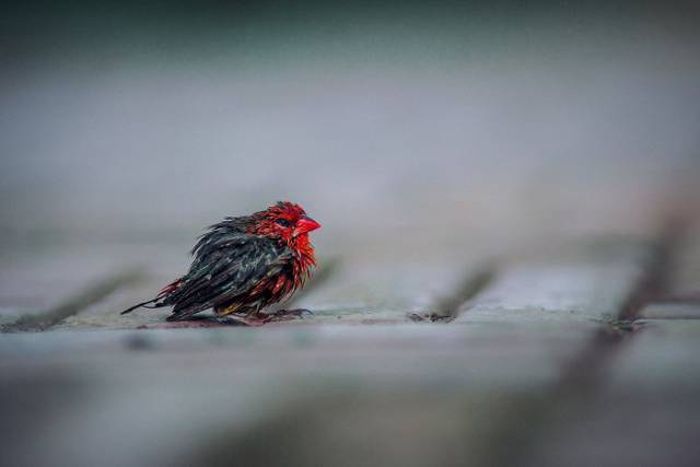 Животные, которые выглядят невероятно круто