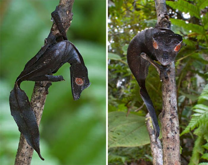 Животные, которые выглядят невероятно круто