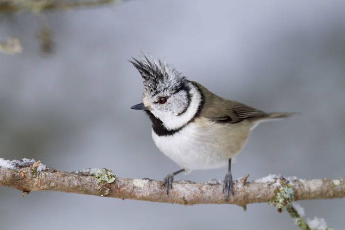 Животные, которые выглядят невероятно круто