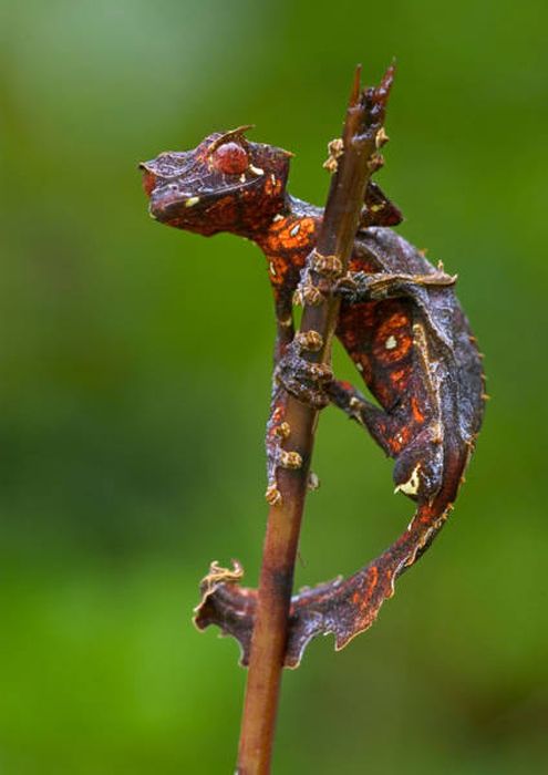 Животные, которые выглядят невероятно круто
