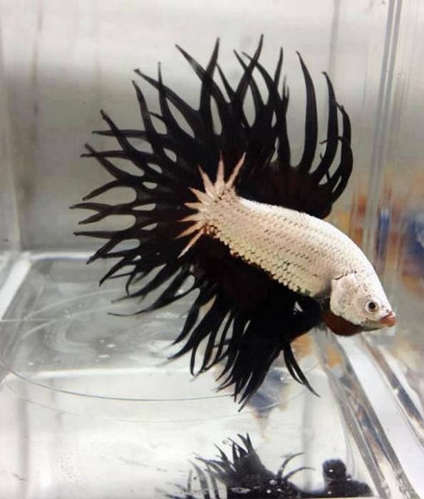 Животные, которые выглядят невероятно круто