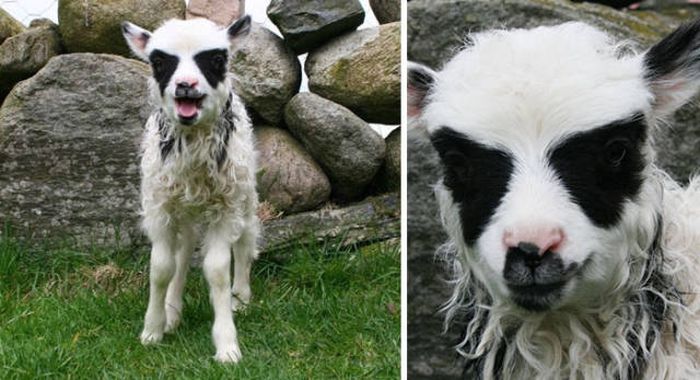 Животные, которые выглядят невероятно круто