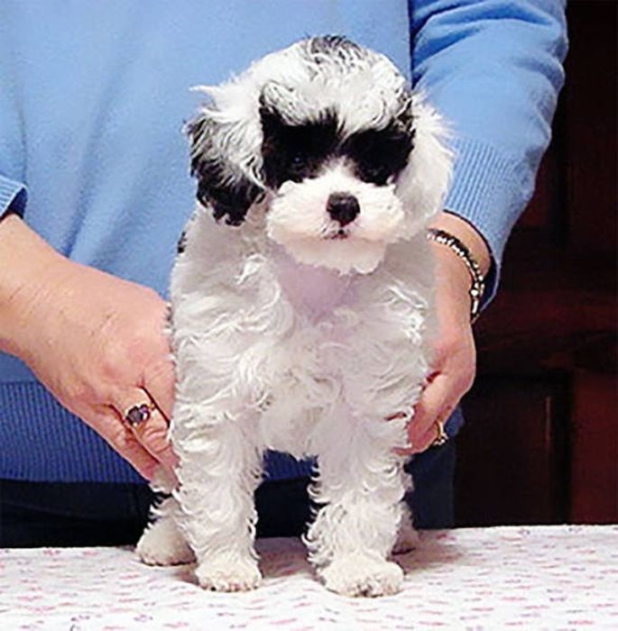 Животные, которые выглядят невероятно круто