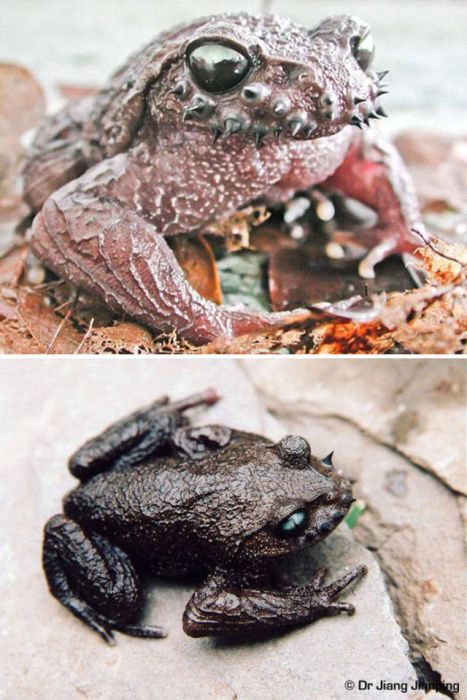 Животные, которые выглядят невероятно круто