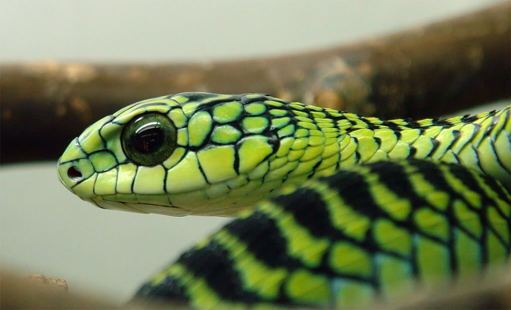 Шокирующие истории о том, как люди погибли от нападения змеи. Часть 1 Шокирующие истории о том, как люди погибли от нападения змеи. Часть 1