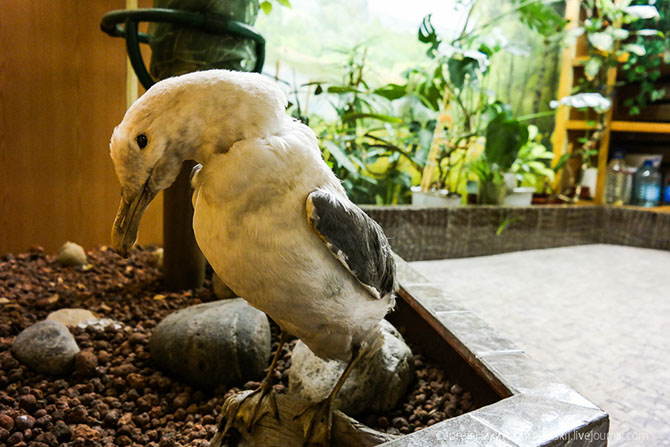 Быт и жизнь на атомном ледоколе (25 фото)