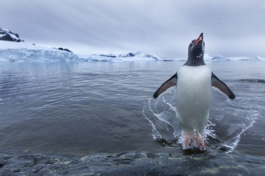 Папуанские пингвины Папуанские пингвины