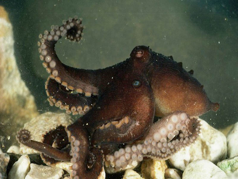 10 фактов о «животном» сексе