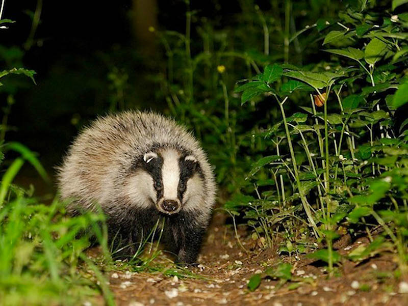 10 фактов о «животном» сексе