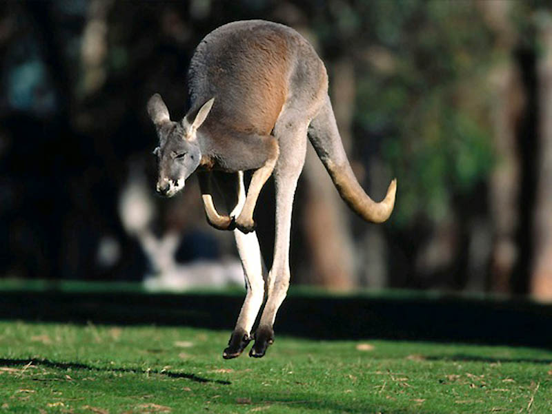 10 фактов о «животном» сексе