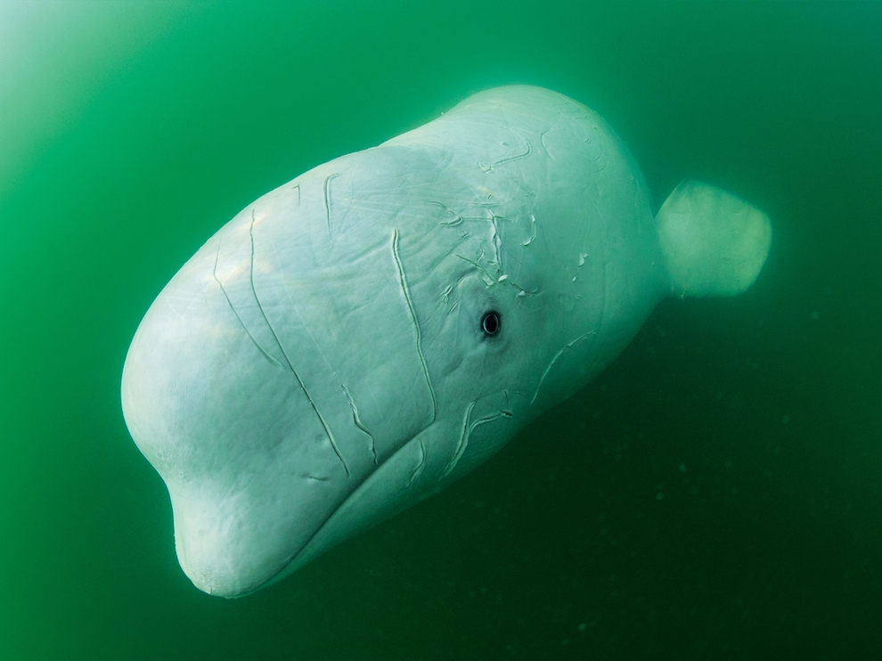 National Geographic: лучшие фотографии августа National Geographic: лучшие фотографии августа