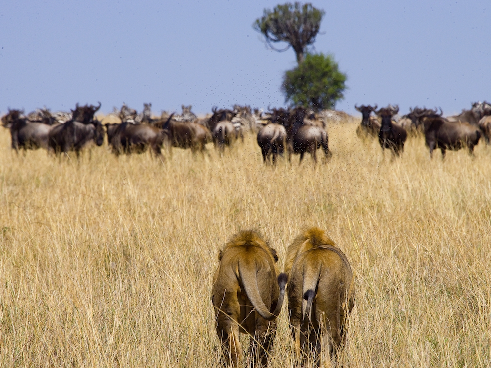National Geographic: лучшие фотографии августа National Geographic: лучшие фотографии августа