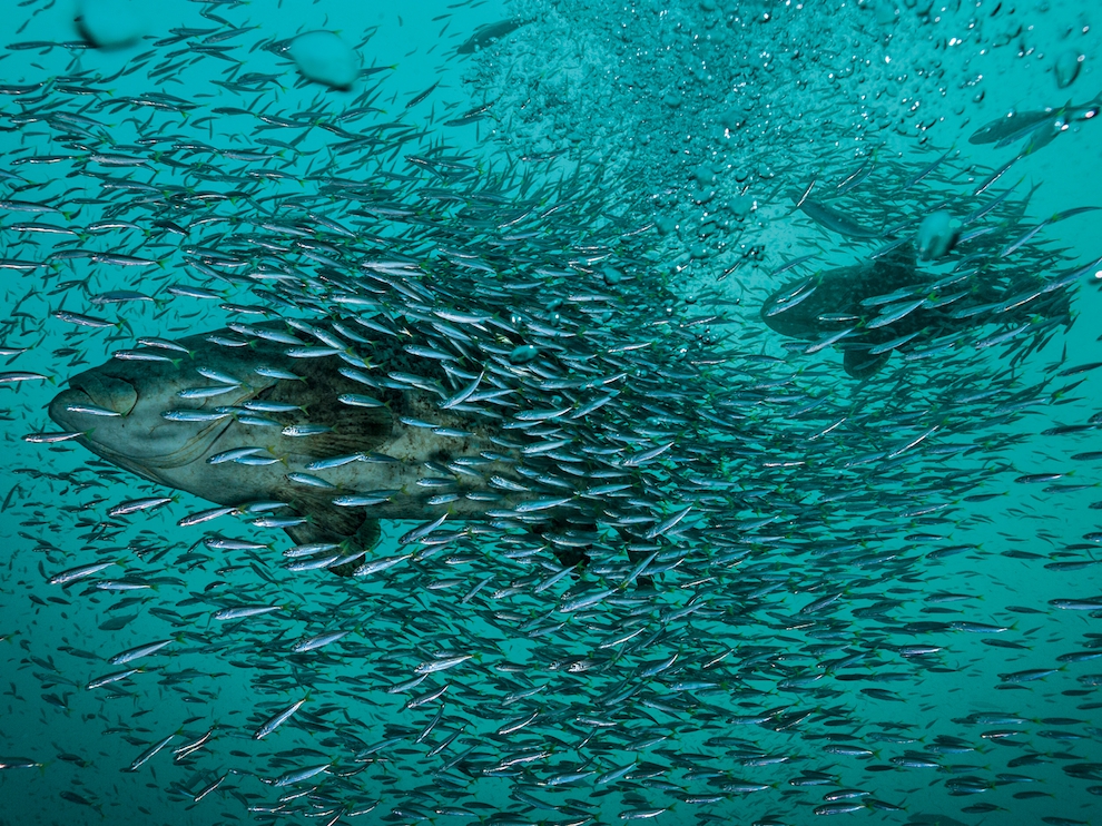 National Geographic: лучшие фотографии августа National Geographic: лучшие фотографии августа