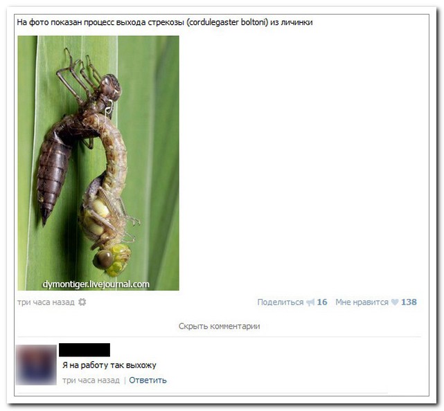 Смешные комментарии из социальных сетей