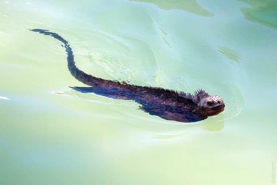 Путешествие на Галапагосские острова. Часть 1