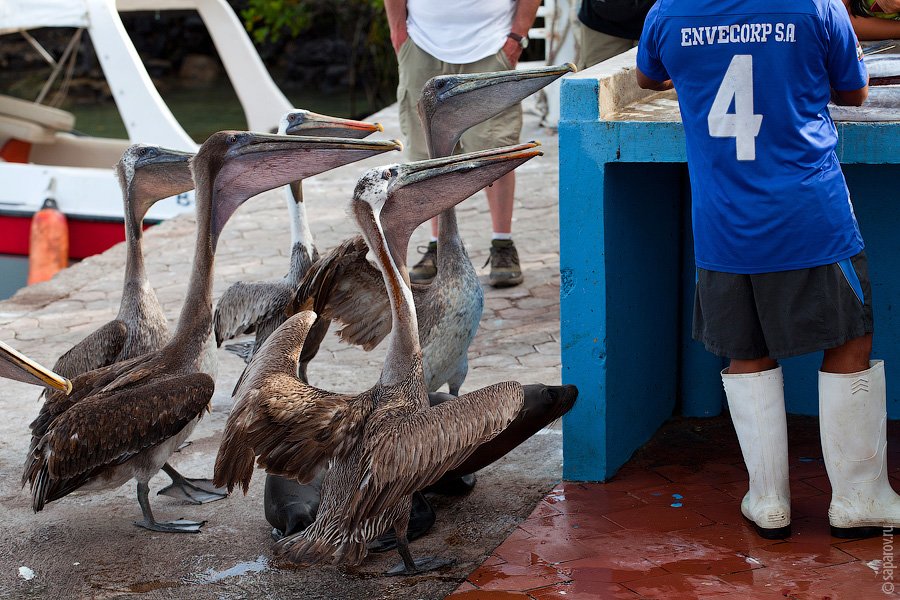 Путешествие на Галапагосские острова. Часть 1