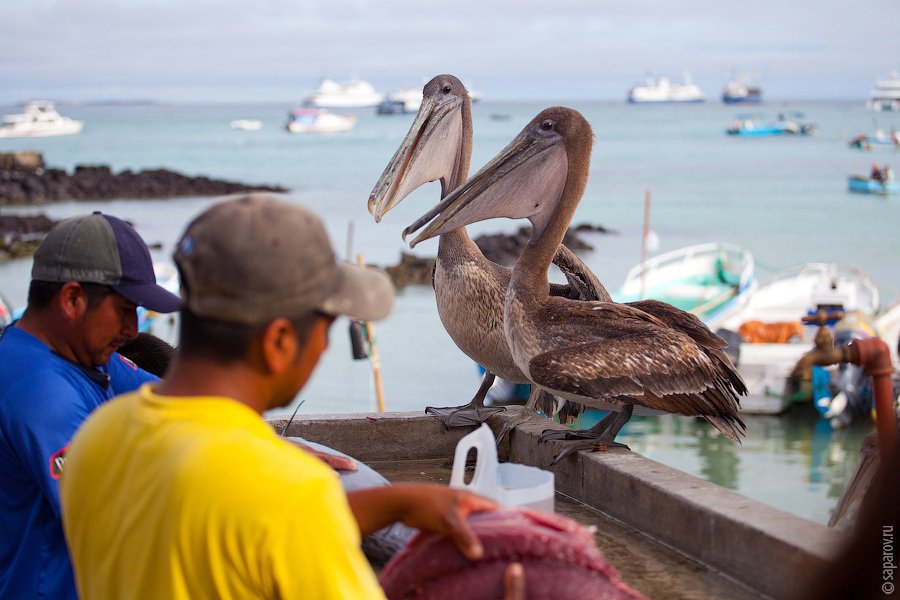 Путешествие на Галапагосские острова. Часть 1