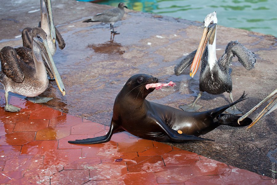 Путешествие на Галапагосские острова. Часть 1