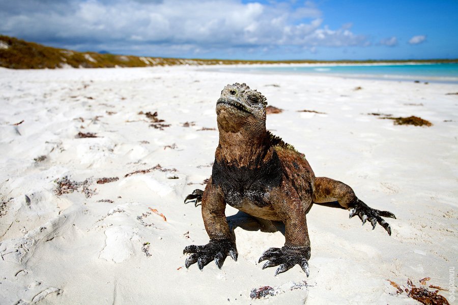 Путешествие на Галапагосские острова. Часть 1
