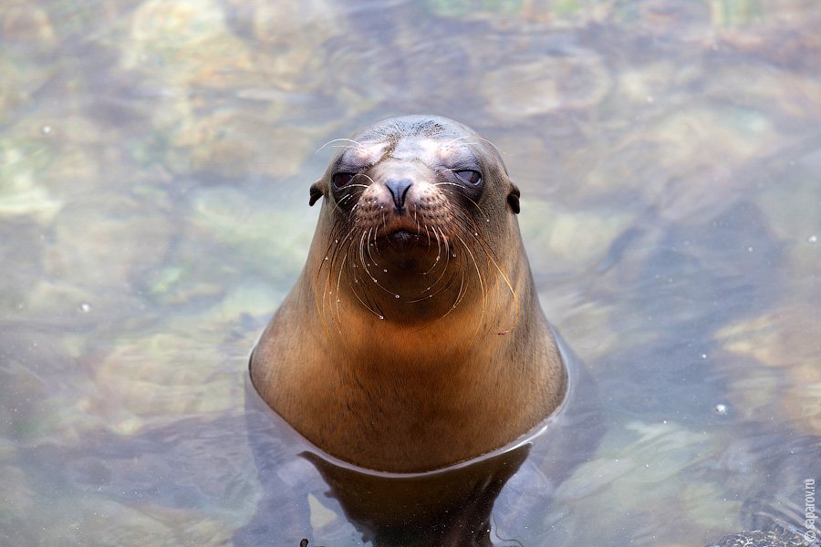 Путешествие на Галапагосские острова. Часть 1