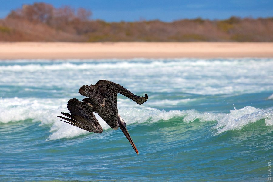 Путешествие на Галапагосские острова. Часть 1