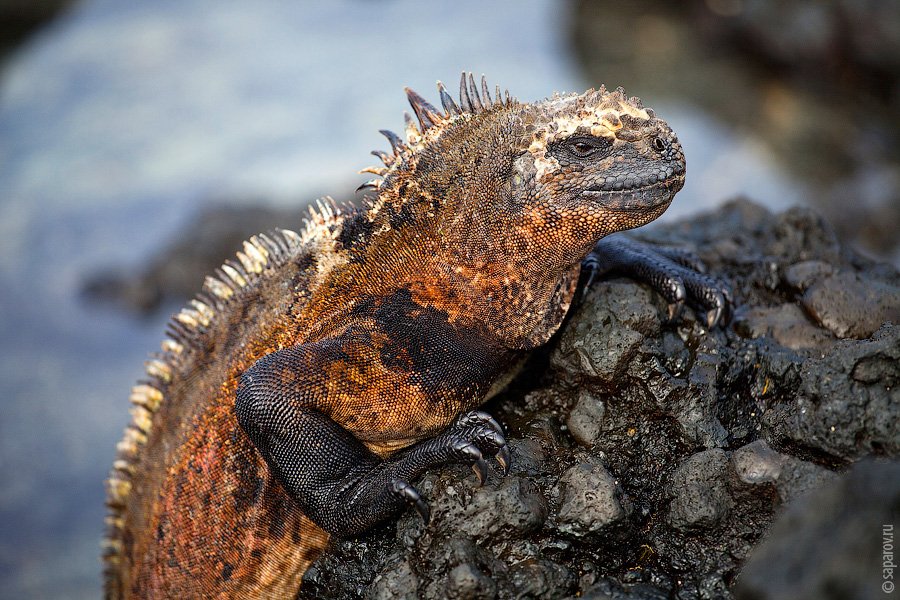 Путешествие на Галапагосские острова. Часть 1