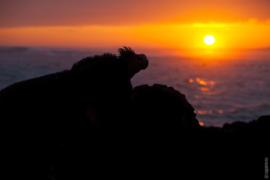 Путешествие на Галапагосские острова. Часть 1