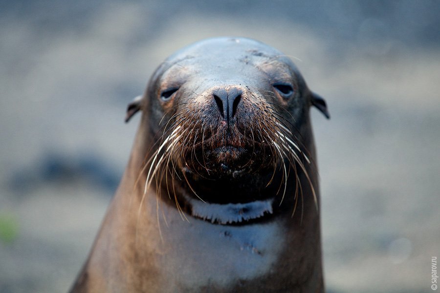 Путешествие на Галапагосские острова. Часть 1