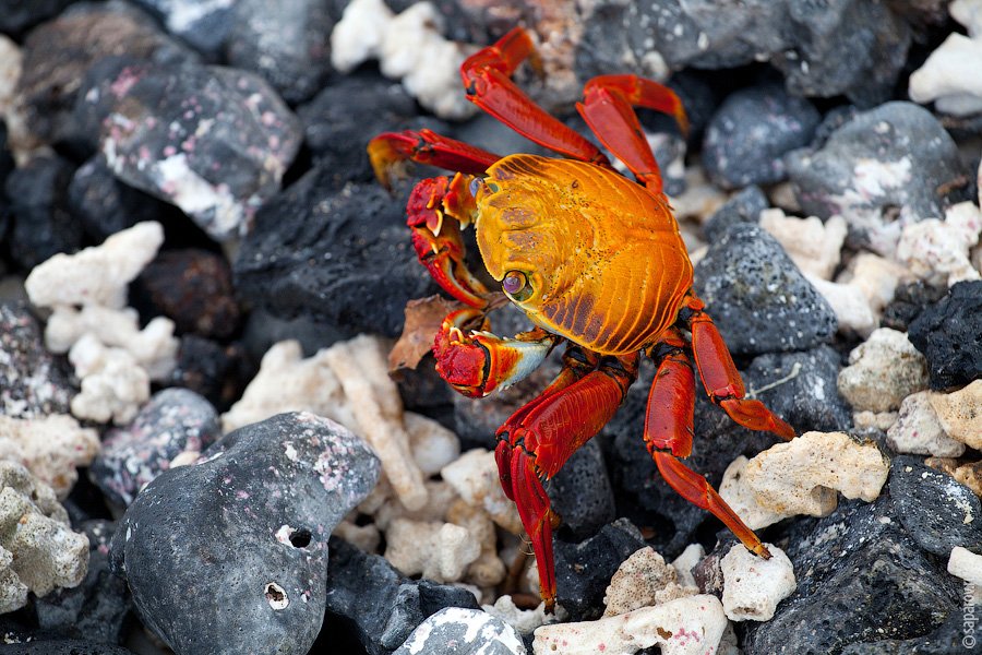 Путешествие на Галапагосские острова. Часть 1