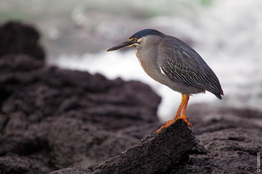 Путешествие на Галапагосские острова. Часть 1
