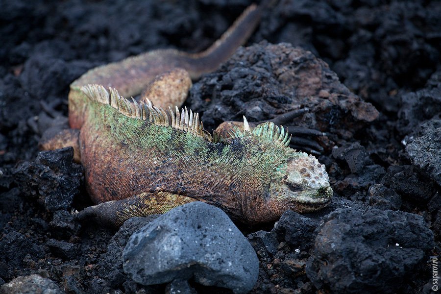Путешествие на Галапагосские острова. Часть 1