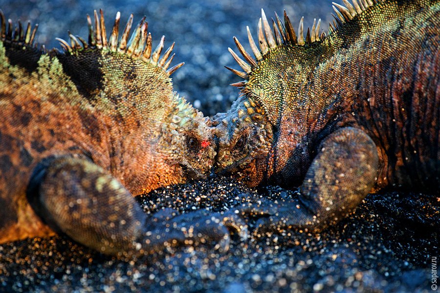 Путешествие на Галапагосские острова. Часть 1