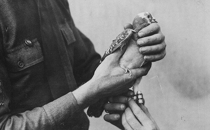 10 самых известных животных в истории и чем они знамениты 10 самых известных животных в истории и чем они знамениты