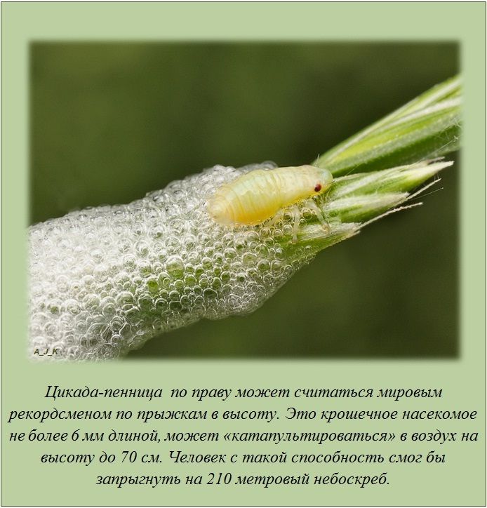 Факты в картинках