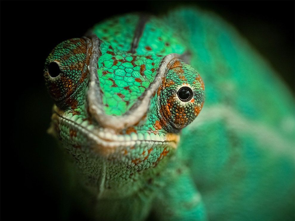 National Geographic: лучшие фотографии сентября National Geographic: лучшие фотографии сентября